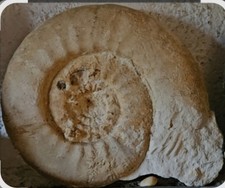 ammonites fossiles