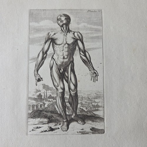 Gravure 1740 ecorché - gravure,