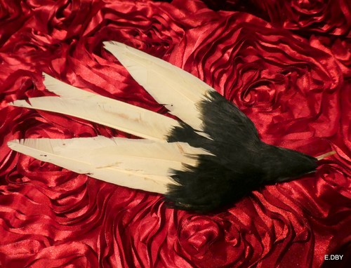 Ancienne hirondelle plume - ancienne,