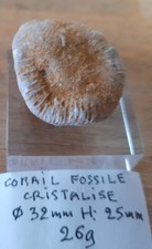 Collections fossiles CORAIL