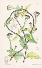 Ceropegia Monteiroae Mozambique Botanique Fleur Botany Lithograph Curtis 6927