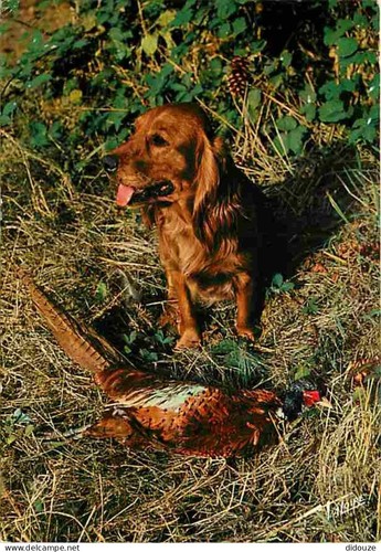 Carte postale animaux - carte,