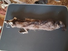 Peau de raton laveur ; Procyon lotor