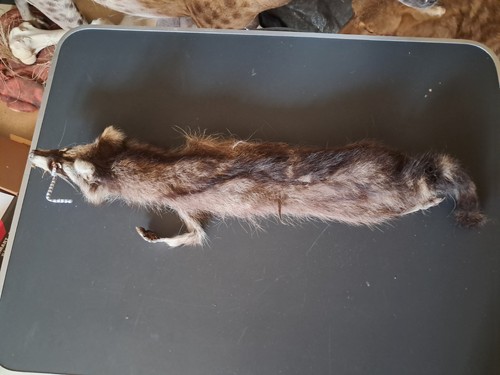 Peau raton laveur procyon - raton,