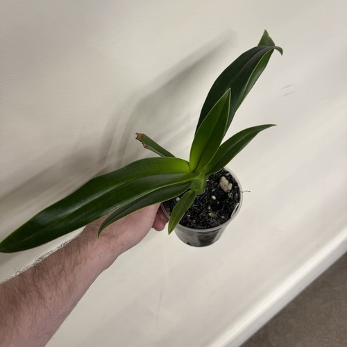 Phragmipedium vingtaine - phragmipedium,