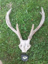 MASSACRE BOIS DE CERF TAXIDERMIE TROPHEE CHASSE 10 CORS Au Velours