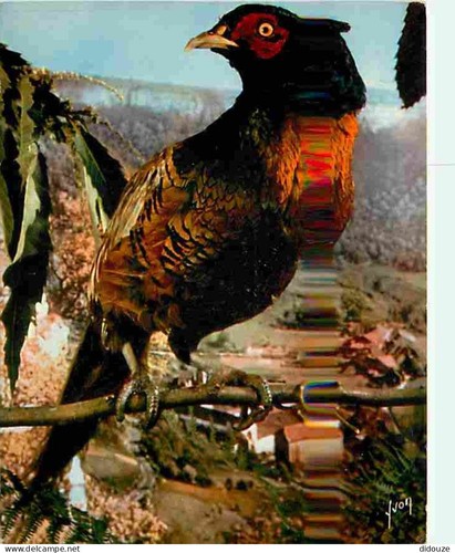 Carte postale animaux - carte,