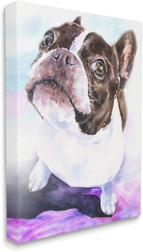 Happy boston terrier pet dog - happy,