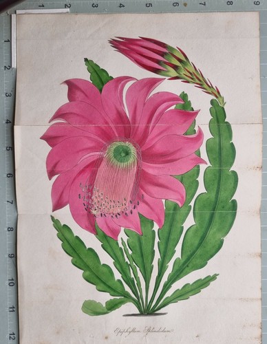 1834 impression botanique - 1834,