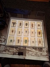  COFFRET DE 15 INSECTES  SOUS
