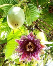 PASSIFLORA QUADRANGULARIS, 10 GRAINES SÉLECTIONNÉES "PASSION FLEUR" + CADEAU