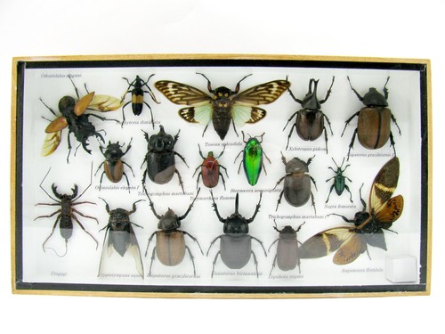 Insectes 3D - exotiques réel