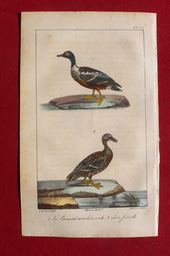 Gravure colorée oiseaux 1824 - colorée,