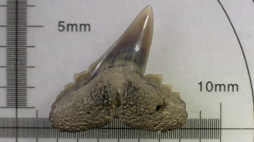 Shark tooth physogaleus - tooth,