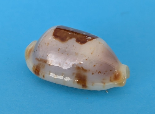 Cypraea stolida aureliae - , 24,2
