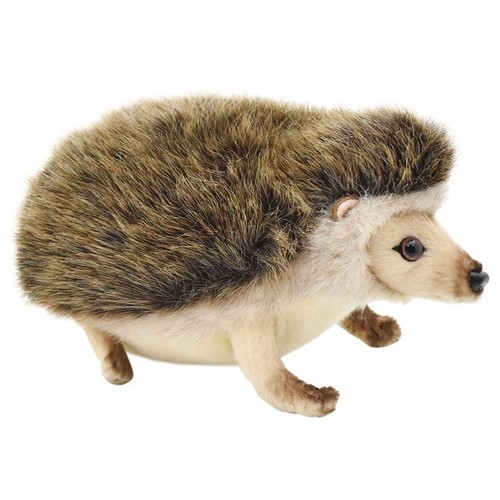 Hansa african pygmy hedgehog - hansa,