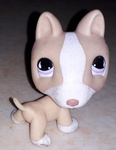 Petshop chien bull - , 860