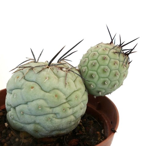 Tephrocactus geometricus black - tephrocactus,
