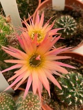 Chamaelobivia 'Aurora'