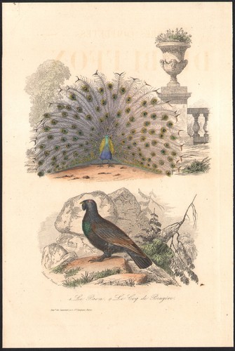 1853 gravure aquarellée - aquarellée, le