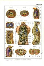Cabinet de curiosité planche