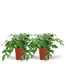 Lot de 2 vantaux de fenêtre Monstera Minima hauteur environ 30 cm taille...