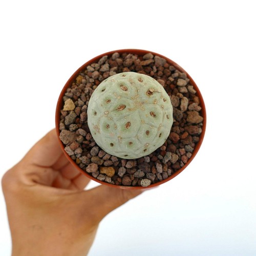 Tephrocactus geometricus one - geometricus,