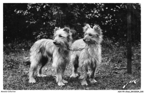 Ashp9 0536 chien - ashp9-0536-chien,
