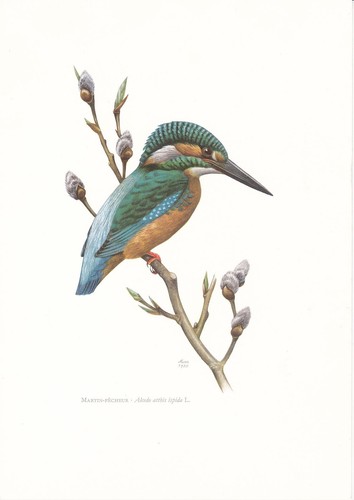 Planche 104 histoire naturelle - planche,