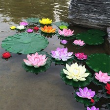 Plantes piscine - plantes, de