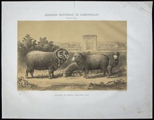 1873 bélier mouton - 1873, bélier,