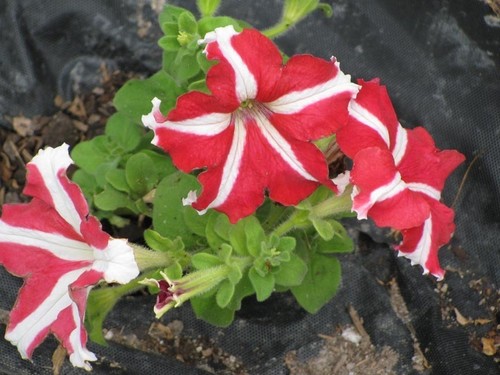 Graines pétunia rouge - 8,