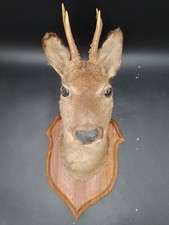 TAXIDERMIE Tête de Chevreuil empaillé cabinet de curiosité trophée de Chasse