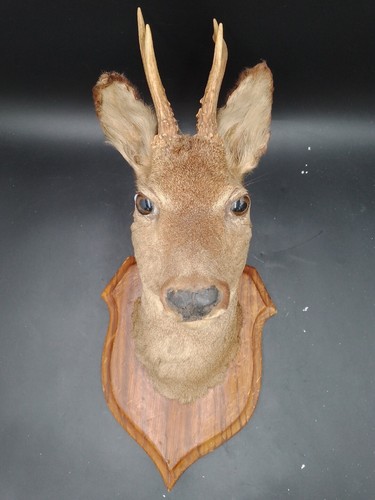 Taxidermie tête chevreuil - taxidermie, de
