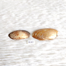 Décor De Plage En Coquillage