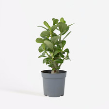 Rose du désert - Adenium obesum - Hauteur 25-40cm - ⌀10,5cm