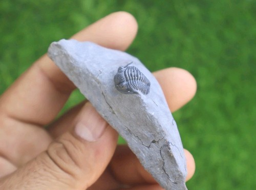 Gerastos trilobite fossil - gerastos,