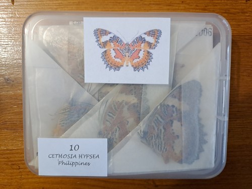 Cethosia hypsea - 10,