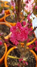 Prunus persica var nucipersica