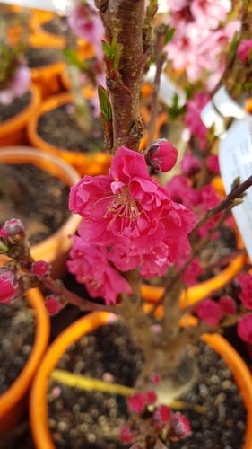 Prunus persica var - , nucipersica