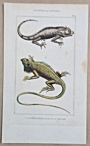 Gravure xixe lézards la - xixe, :