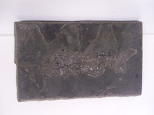 POISSON FOSSILE JURASSIQUE origine à déterminer N°2