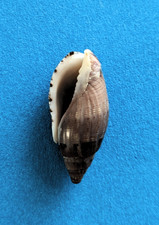 Lyria pauljohnsoni 31,3 mm