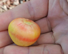 Butia odorata x Jubaea F2 lot de 10 graines fresh seeds