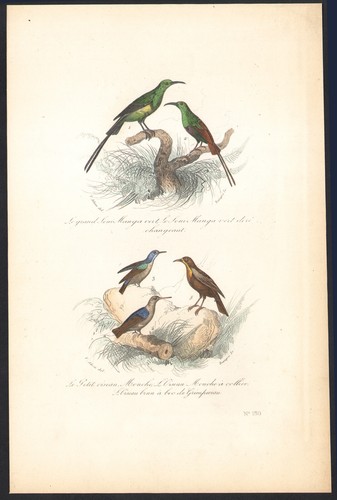 1853 gravure aquarellée - 1853,