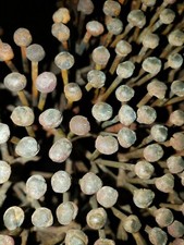 Genuine Harry Bertoia Design