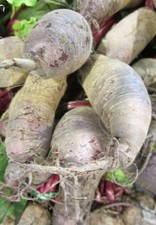 ♫ BETTERAVE Originale