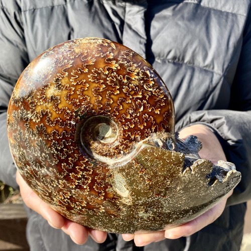 4lb rare natural - 2.4lb, tentacle