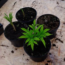 Amorphophallus albus Stolon - Plante Rare