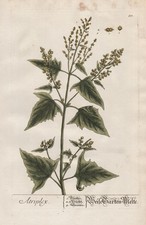 Contactez-Nous Atriplex